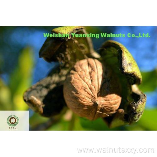 Popular among the Veteran buyers Walnut Kernels